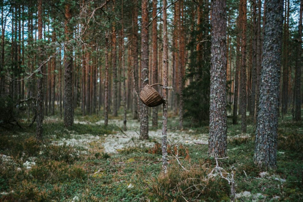 A bird house in the middle of a forest