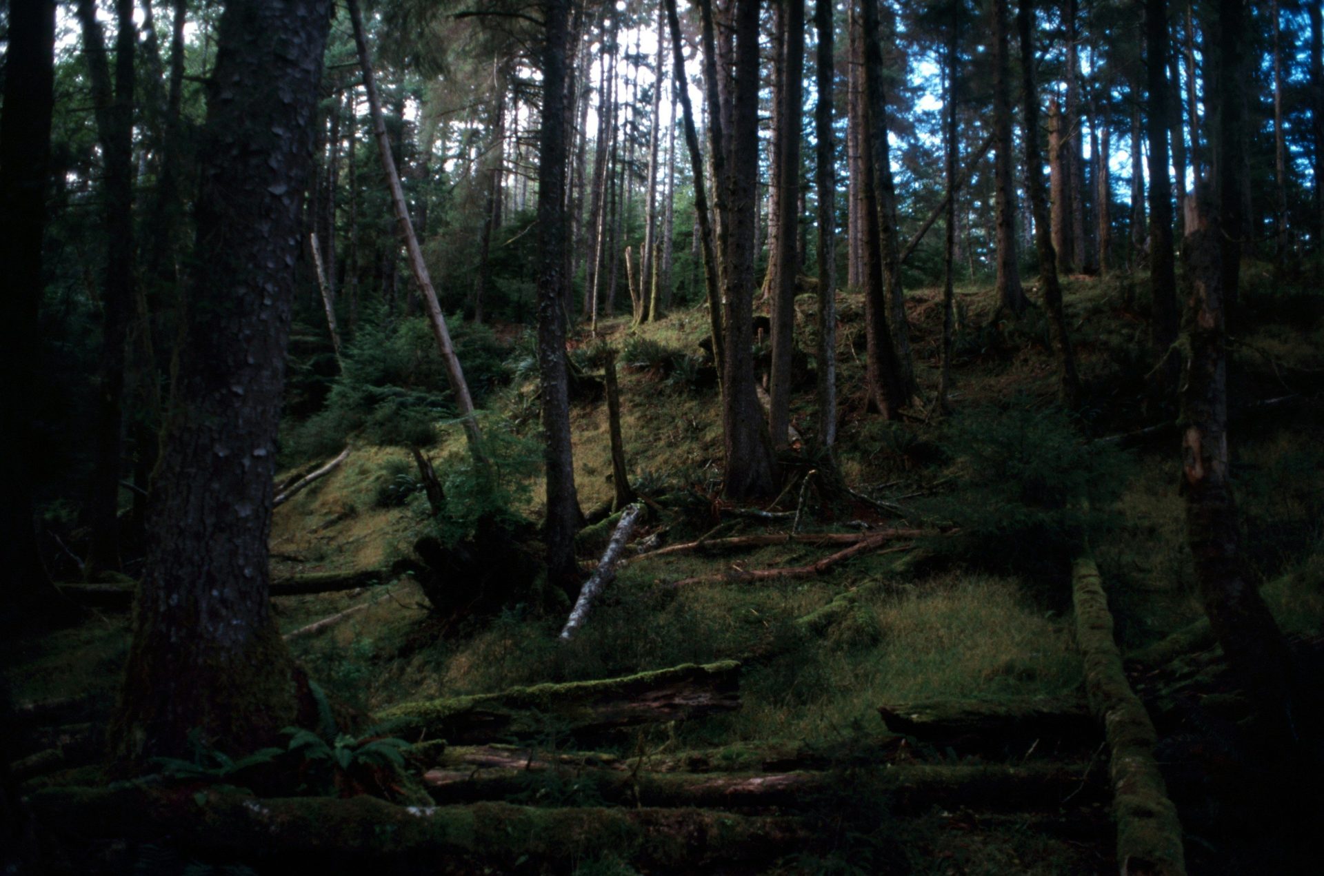 Dark forest with tall trees and mossy ground