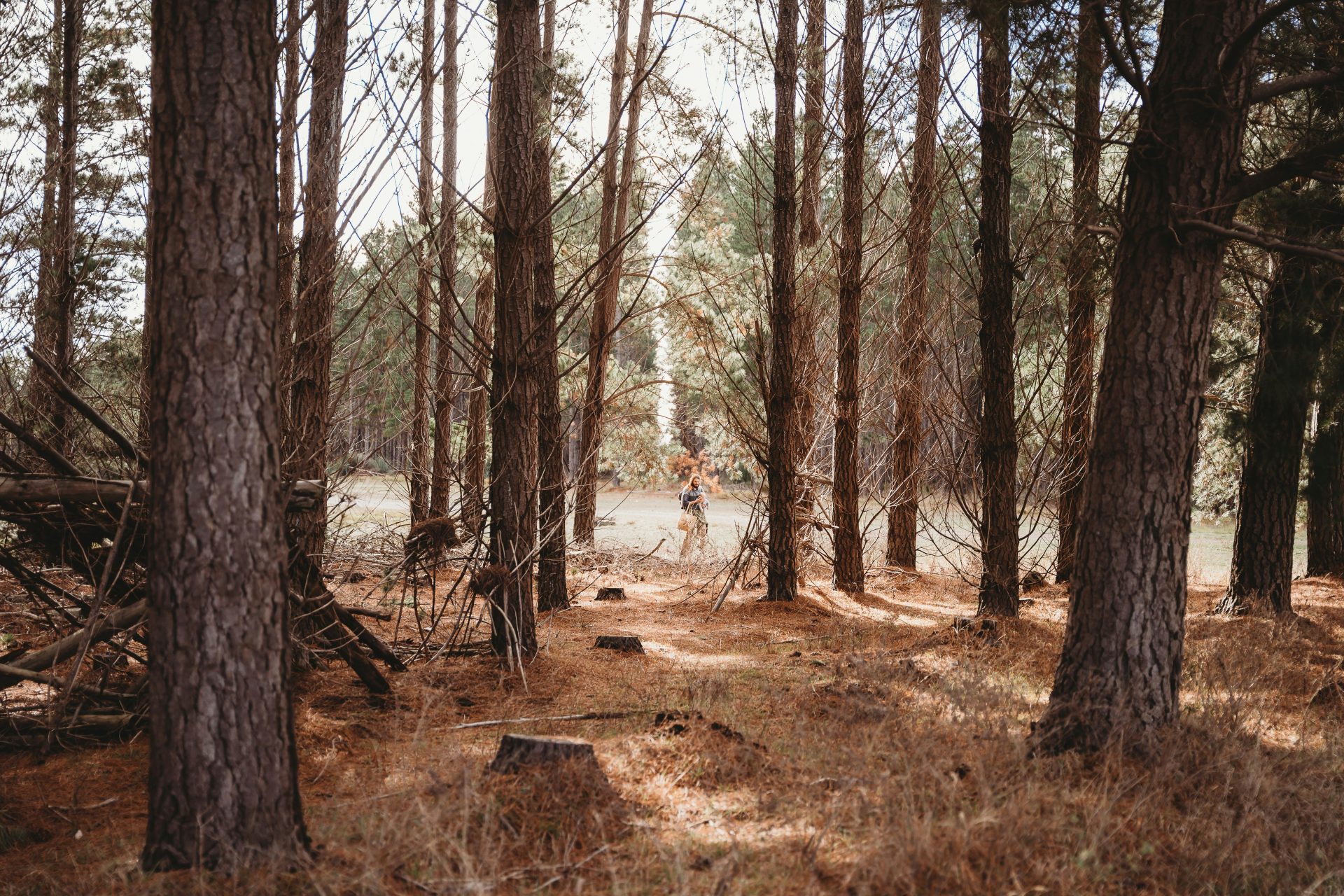 Tall pine trees in a dry, sunlit forest.