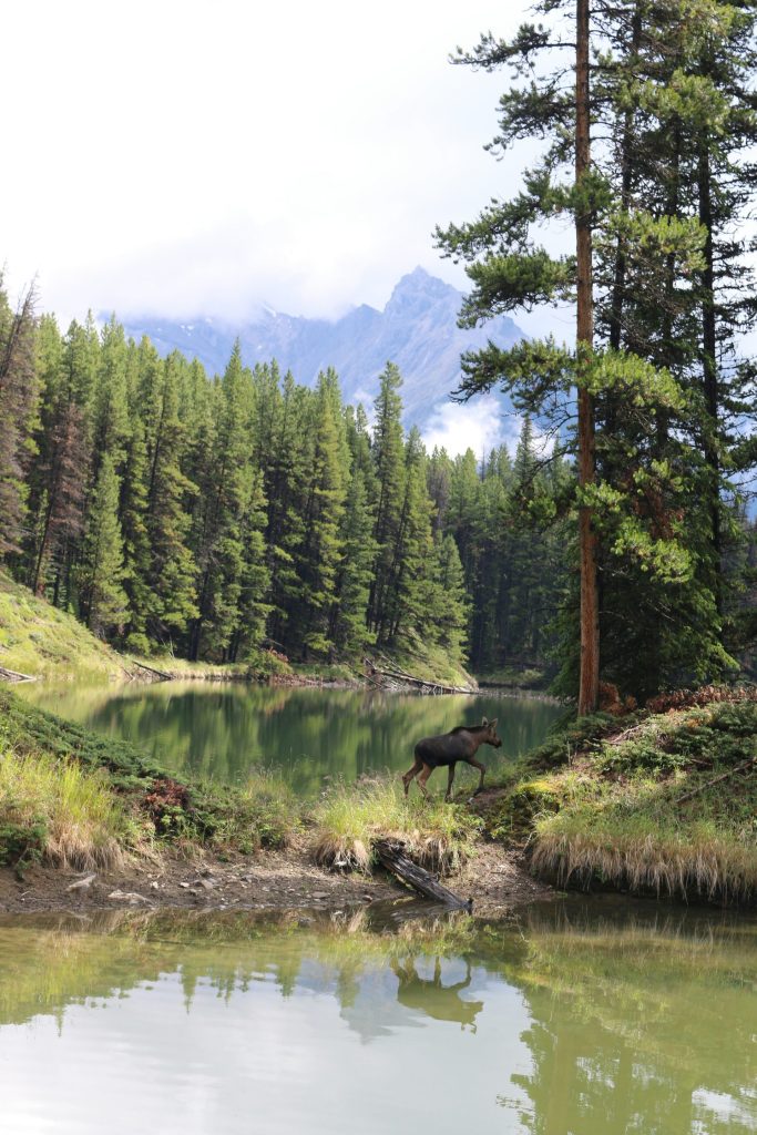 A moose walks by a calm lake in a forest.