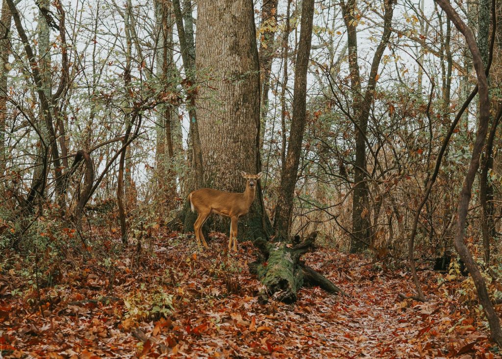 a deer standing in the middle of a forest